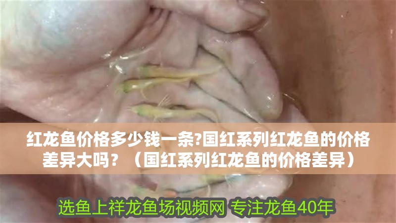 紅龍魚價格多少錢一條?國紅系列紅龍魚的價格差異大嗎？（國紅系列紅龍魚的價格差異）