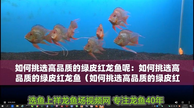 如何挑選高品質的綠皮紅龍魚呢：如何挑選高品質的綠皮紅龍魚（如何挑選高品質的綠皮紅龍魚）