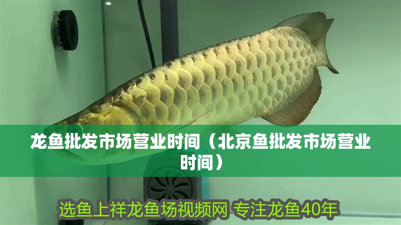 龍魚批發(fā)市場營業(yè)時(shí)間（北京魚批發(fā)市場營業(yè)時(shí)間）