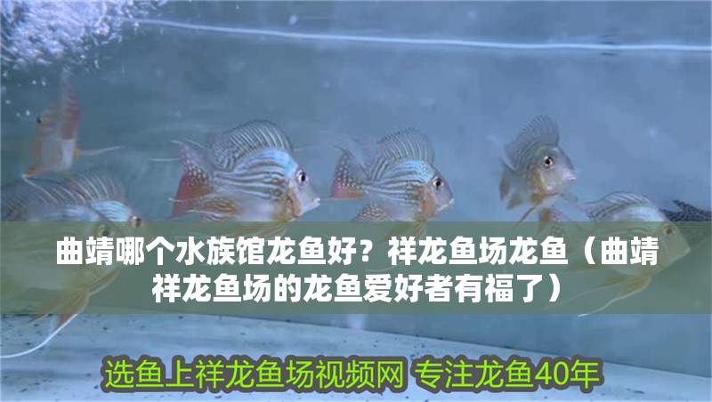 曲靖哪個水族館龍魚好？祥龍魚場龍魚（曲靖祥龍魚場的龍魚愛好者有福了）
