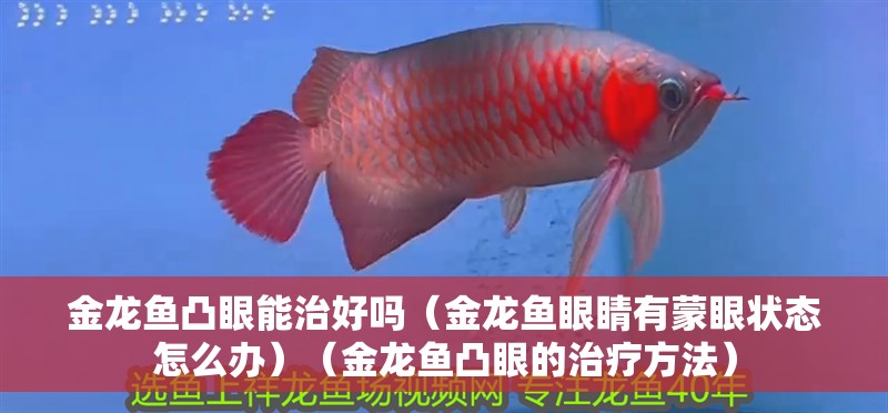 金龍魚凸眼能治好嗎（金龍魚眼睛有蒙眼狀態怎么辦）（金龍魚凸眼的治療方法）