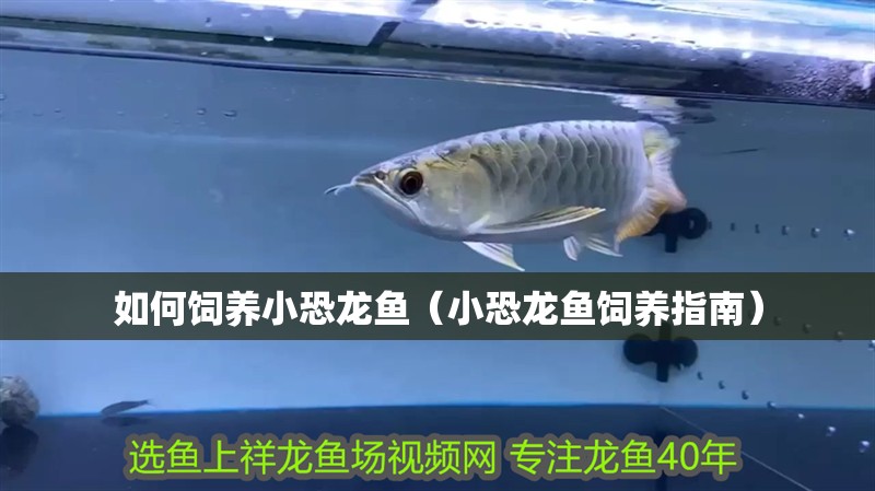 如何飼養小恐龍魚（小恐龍魚飼養指南）