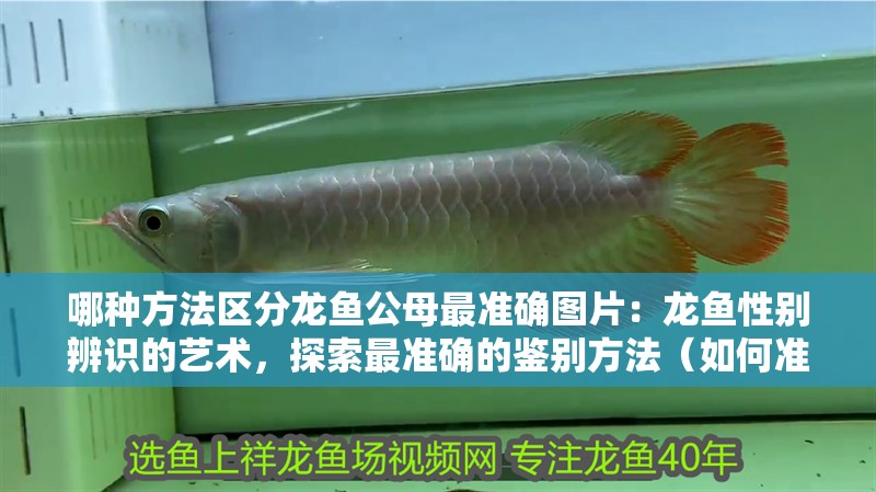 哪種方法區(qū)分龍魚公母最準(zhǔn)確圖片：龍魚性別辨識(shí)的藝術(shù)，探索最準(zhǔn)確的鑒別方法（如何準(zhǔn)確區(qū)分龍魚的性別）