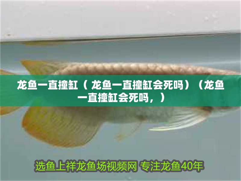 龍魚一直撞缸（ 龍魚一直撞缸會死嗎）（龍魚一直撞缸會死嗎，）