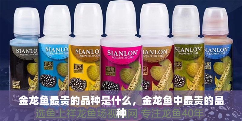 金龍魚最貴的品種是什么，金龍魚中最貴的品種