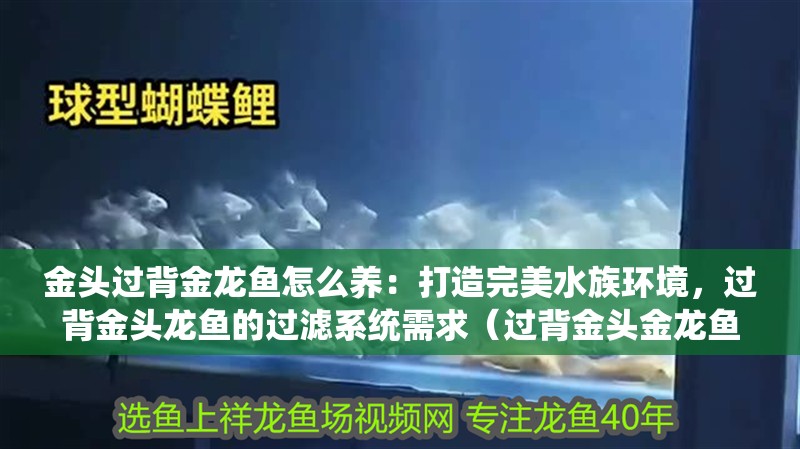 金頭過背金龍魚怎么養：打造完美水族環境，過背金頭龍魚的過濾系統需求（過背金頭金龍魚對水質的需求） 金頭過背金龍魚怎么養：打造完美水族環境，過背金頭龍魚的過濾系統需求（過背金頭金龍魚對水質的需求） 水族問答