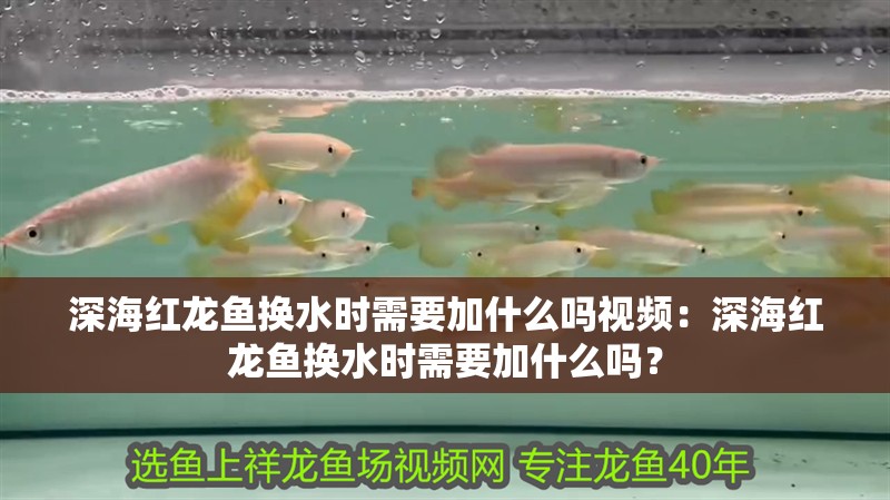 深海紅龍魚換水時需要加什么嗎視頻：深海紅龍魚換水時需要加什么嗎？