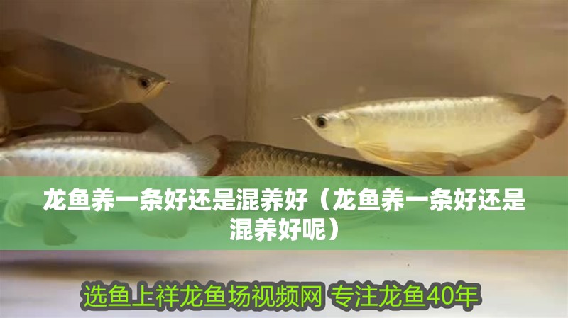 龍魚養(yǎng)一條好還是混養(yǎng)好（龍魚養(yǎng)一條好還是混養(yǎng)好呢） 龍魚養(yǎng)一條好還是混養(yǎng)好（龍魚養(yǎng)一條好還是混養(yǎng)好呢） 觀賞魚百科