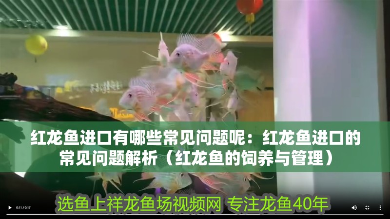 紅龍魚進口有哪些常見問題呢：紅龍魚進口的常見問題解析（紅龍魚的飼養與管理）