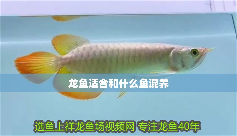 龍魚適合和什么魚混養