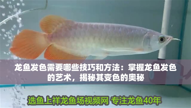 龍魚發色需要哪些技巧和方法：掌握龍魚發色的藝術，揭秘其變色的奧秘