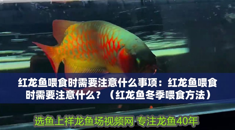紅龍魚喂食時需要注意什么事項：紅龍魚喂食時需要注意什么？（紅龍魚冬季喂食方法）