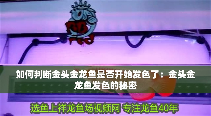 如何判斷金頭金龍魚是否開始發(fā)色了：金頭金龍魚發(fā)色的秘密