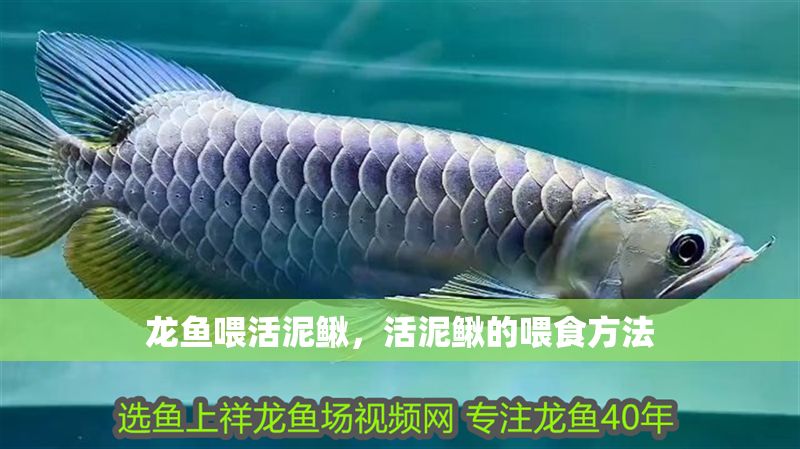 龍魚喂活泥鰍，活泥鰍的喂食方法