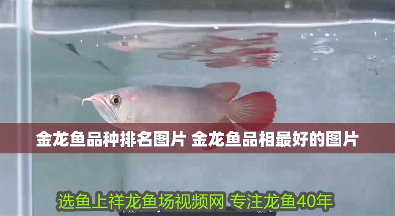 金龍魚品種排名圖片 金龍魚品相最好的圖片
