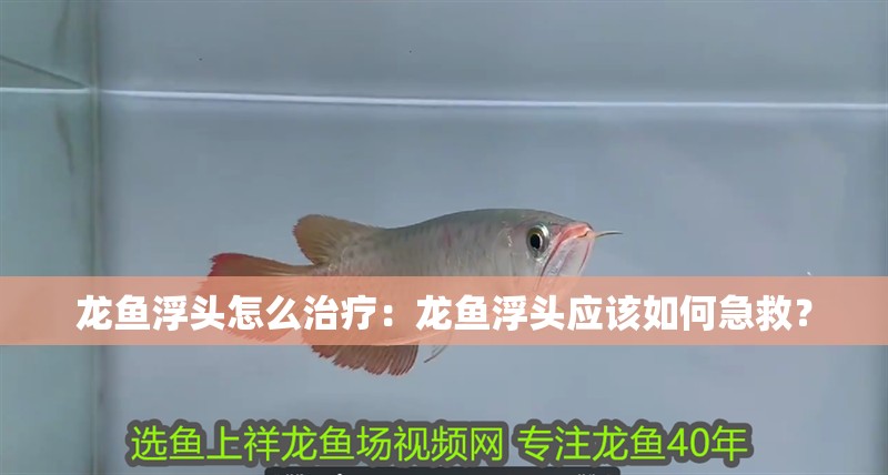 龍魚浮頭怎么治療：龍魚浮頭應該如何急救？