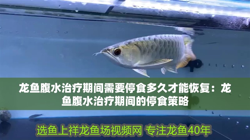龍魚腹水治療期間需要停食多久才能恢復：龍魚腹水治療期間的停食策略