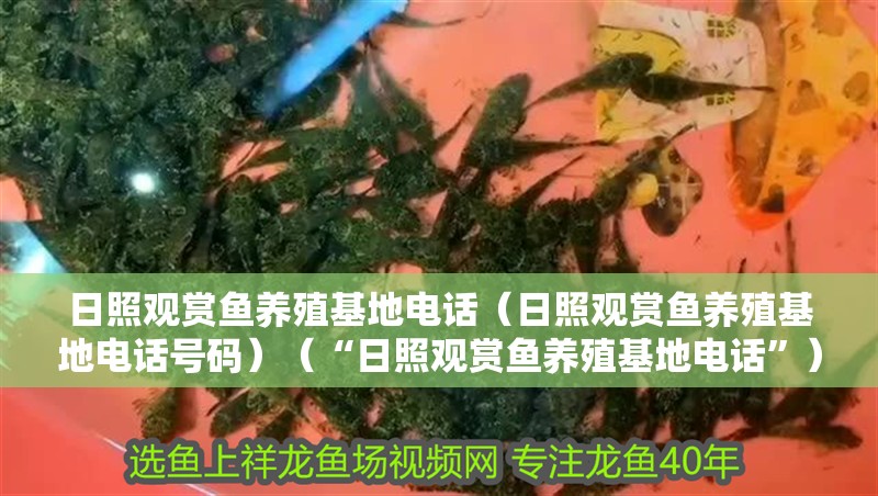 日照觀賞魚養(yǎng)殖基地電話（日照觀賞魚養(yǎng)殖基地電話號(hào)碼）（“日照觀賞魚養(yǎng)殖基地電話”）