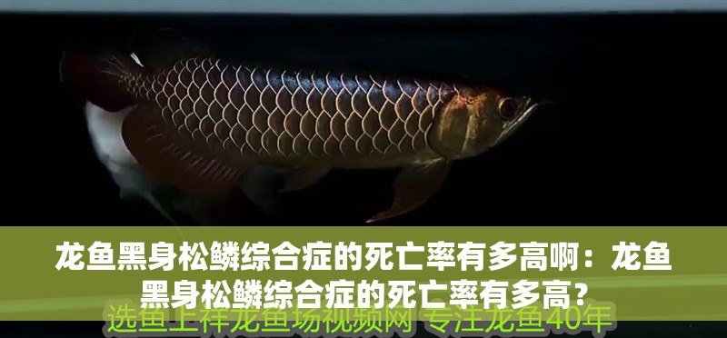 龍魚黑身松鱗綜合癥的死亡率有多高啊：龍魚黑身松鱗綜合癥的死亡率有多高？