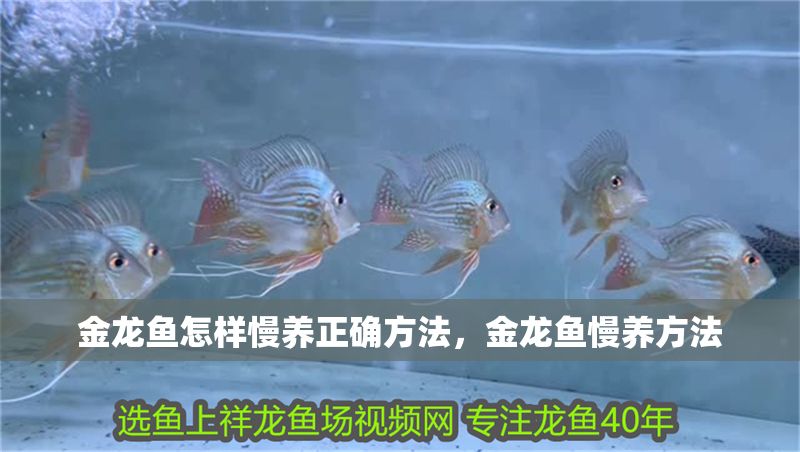 金龍魚怎樣慢養正確方法，金龍魚慢養方法