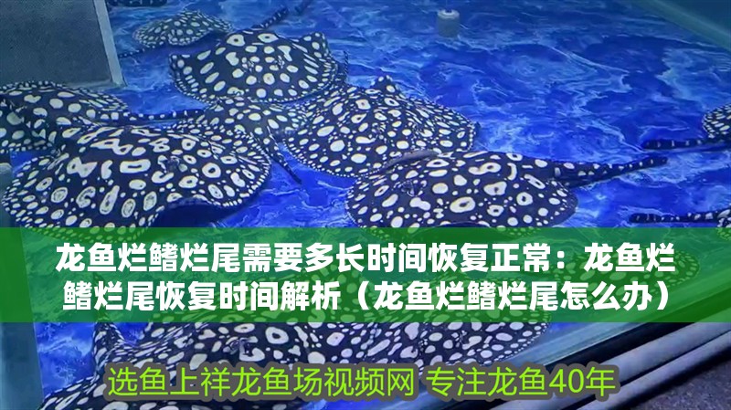 龍魚爛鰭爛尾需要多長時間恢復正常：龍魚爛鰭爛尾恢復時間解析（龍魚爛鰭爛尾怎么辦）