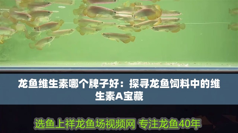 龍魚維生素哪個牌子好：探尋龍魚飼料中的維生素A寶藏
