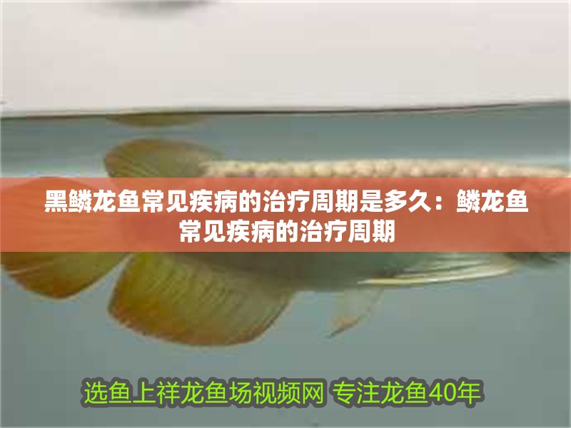 黑鱗龍魚常見疾病的治療周期是多久：鱗龍魚常見疾病的治療周期