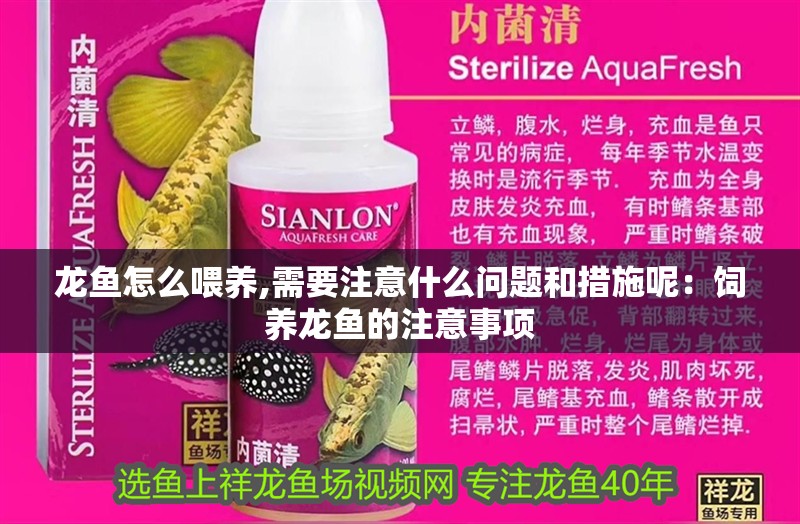 龍魚怎么喂養,需要注意什么問題和措施呢：飼養龍魚的注意事項