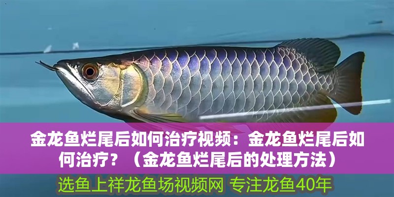 金龍魚爛尾后如何治療視頻：金龍魚爛尾后如何治療？（金龍魚爛尾后的處理方法）