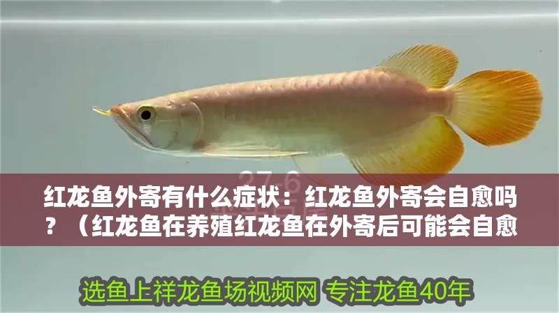 紅龍魚外寄有什么癥狀：紅龍魚外寄會自愈嗎？（紅龍魚在養殖紅龍魚在外寄后可能會自愈嗎，紅龍魚在外寄會自愈）