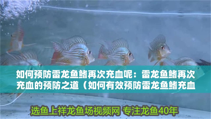 如何預防雷龍魚鰭再次充血呢：雷龍魚鰭再次充血的預防之道（如何有效預防雷龍魚鰭充血）