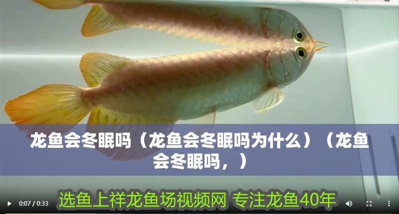 龍魚會冬眠嗎（龍魚會冬眠嗎為什么）（龍魚會冬眠嗎，）