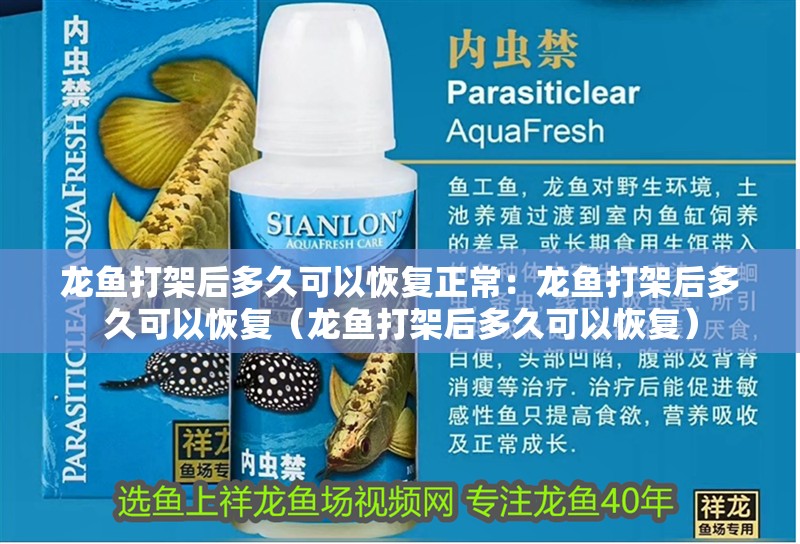 龍魚打架后多久可以恢復(fù)正常：龍魚打架后多久可以恢復(fù)（龍魚打架后多久可以恢復(fù)）