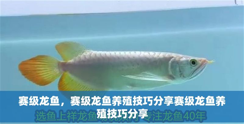 賽級龍魚，賽級龍魚養殖技巧分享賽級龍魚養殖技巧分享