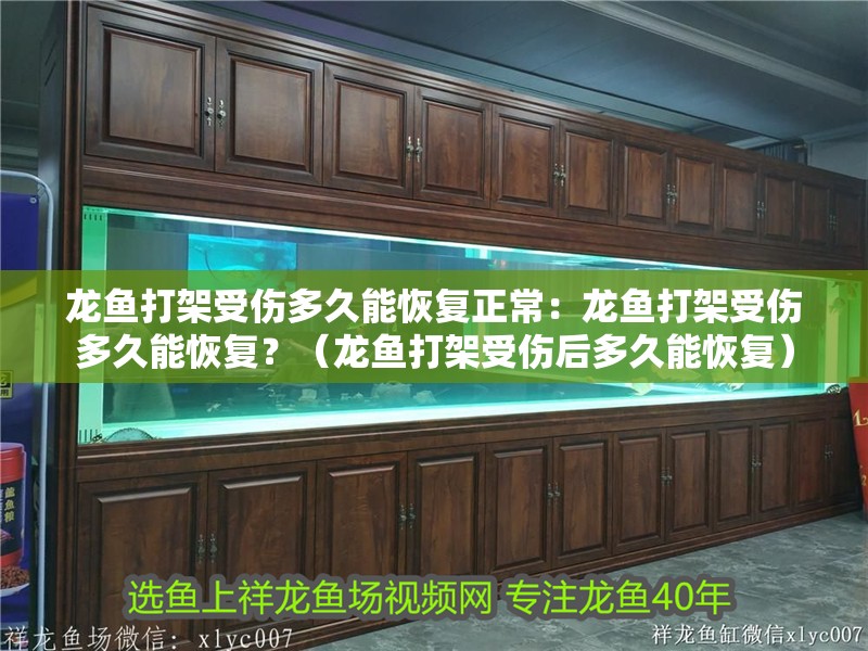 龍魚打架受傷多久能恢復正常：龍魚打架受傷多久能恢復？（龍魚打架受傷后多久能恢復）