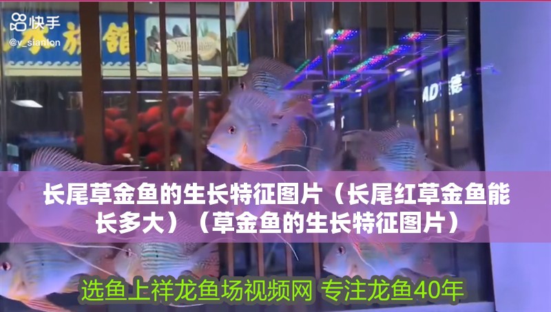 長(zhǎng)尾草金魚的生長(zhǎng)特征圖片（長(zhǎng)尾紅草金魚能長(zhǎng)多大）（草金魚的生長(zhǎng)特征圖片）