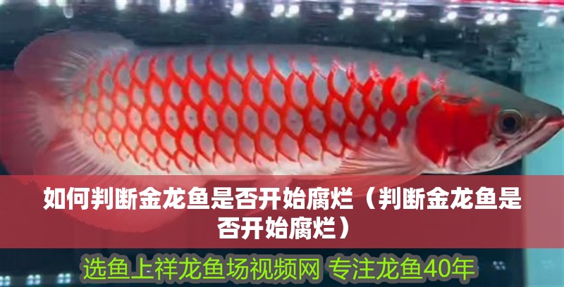 如何判斷金龍魚是否開始腐爛（判斷金龍魚是否開始腐爛） 如何判斷金龍魚是否開始腐爛（判斷金龍魚是否開始腐爛） 龍魚百科