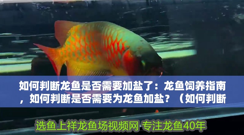 如何判斷龍魚是否需要加鹽了：龍魚飼養指南，如何判斷是否需要為龍魚加鹽？（如何判斷龍魚是否需要加鹽）