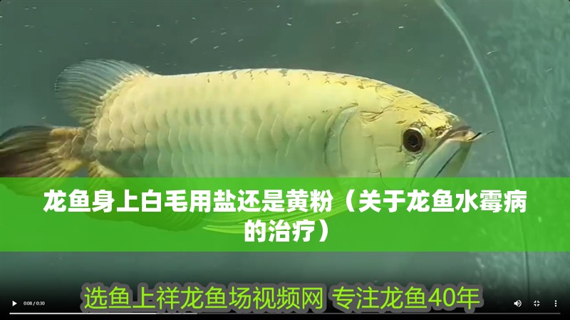 龍魚身上白毛用鹽還是黃粉（關于龍魚水霉病的治療）