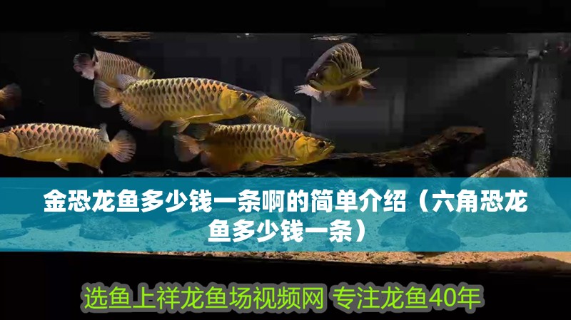 金恐龍魚多少錢一條啊的簡單介紹（六角恐龍魚多少錢一條） 金恐龍魚多少錢一條啊的簡單介紹（六角恐龍魚多少錢一條） 觀賞魚百科