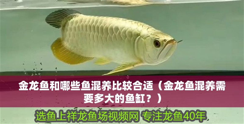 金龍魚和哪些魚混養比較合適（金龍魚混養需要多大的魚缸？）