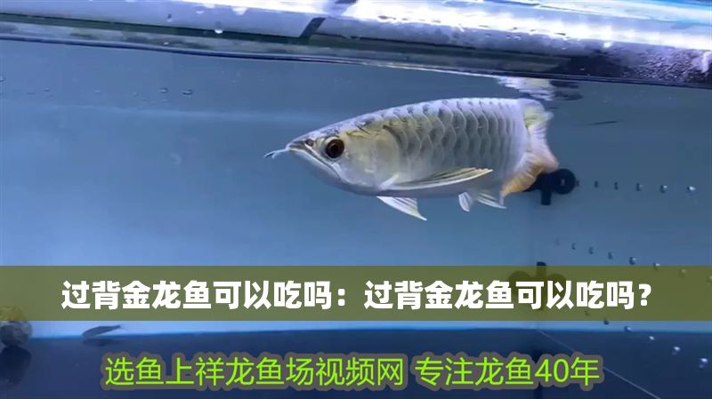 過背金龍魚可以吃嗎：過背金龍魚可以吃嗎？