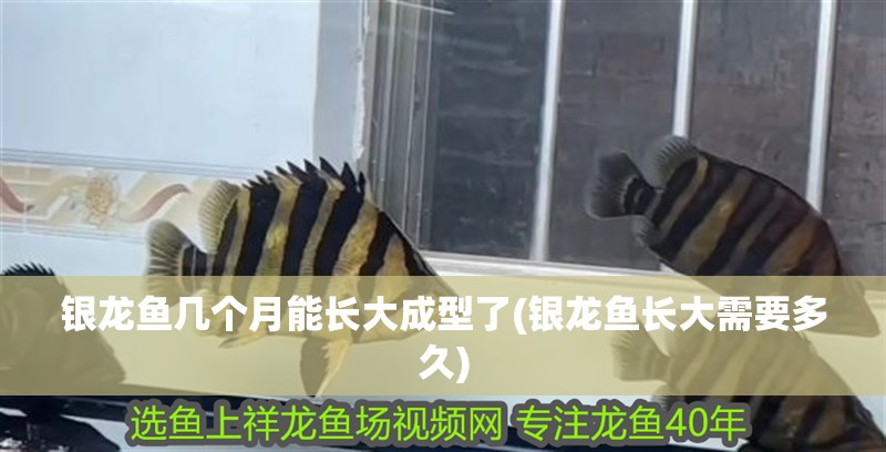 銀龍魚幾個(gè)月能長(zhǎng)大成型了(銀龍魚長(zhǎng)大需要多久)