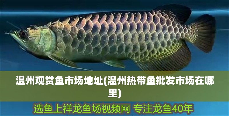溫州觀賞魚市場地址(溫州熱帶魚批發市場在哪里)