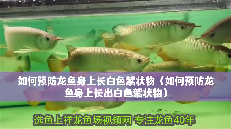 魚缸過濾器選購指南:自制魚缸過濾器魚缸上置過濾器對于養魚愛好者的必備知識 如何預防龍魚身上長白色絮狀物(如何預防龍魚身上長出白色絮狀物) 龍魚百科 如何預防龍魚身上長白色絮狀物(如何預防龍魚身上長出白色絮狀物) 如何預防龍魚身上長白色絮狀物(如何預防龍魚身上長出白色絮狀物) 龍魚百科