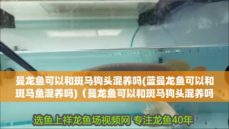 曼龍魚可以和斑馬狗頭混養嗎(藍曼龍魚可以和斑馬魚混養嗎)（曼龍魚可以和斑馬狗頭混養嗎）