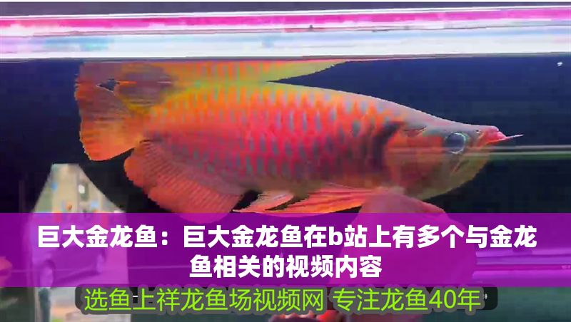 巨大金龍魚：巨大金龍魚在b站上有多個與金龍魚相關的視頻內容