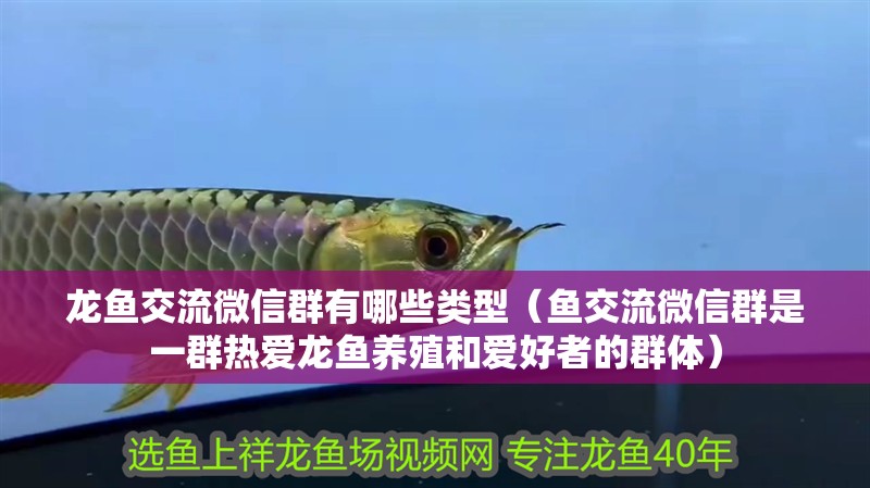 龍魚交流微信群有哪些類型（魚交流微信群是一群熱愛龍魚養殖和愛好者的群體）