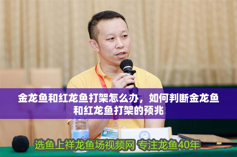 金龍魚和紅龍魚打架怎么辦，如何判斷金龍魚和紅龍魚打架的預兆