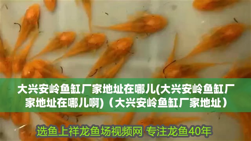 大興安嶺魚缸廠家地址在哪兒(大興安嶺魚缸廠家地址在哪兒啊)（大興安嶺魚缸廠家地址） 大興安嶺魚缸廠家地址在哪兒(大興安嶺魚缸廠家地址在哪兒啊)（大興安嶺魚缸廠家地址） 觀賞魚百科